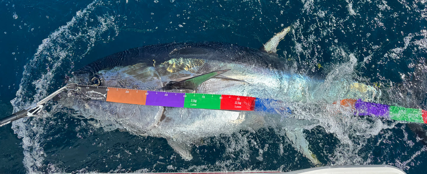 Tuna Estimation Ruler